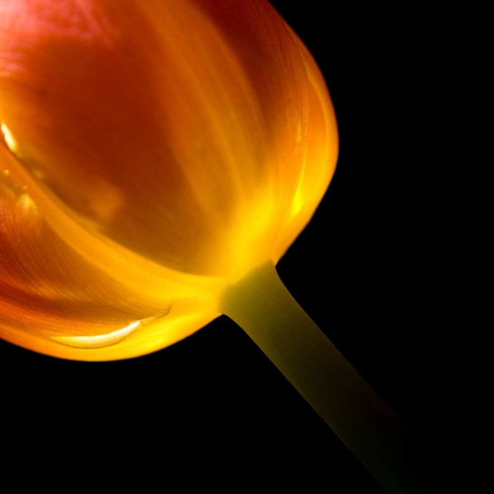 A photograph of a tulip.  

A black background with the flash lighting the inside of the tulip. 