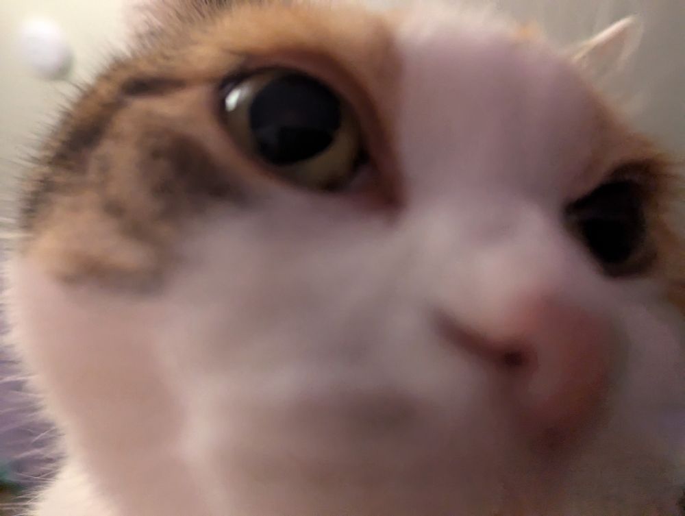 Calico cat face all up in the camera's business