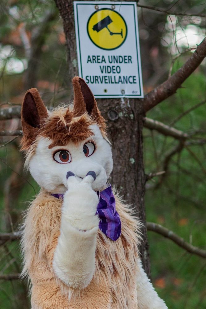Alpaca fursuiter standing beneath an "area under video surveillance" sign and pointing at his eyes