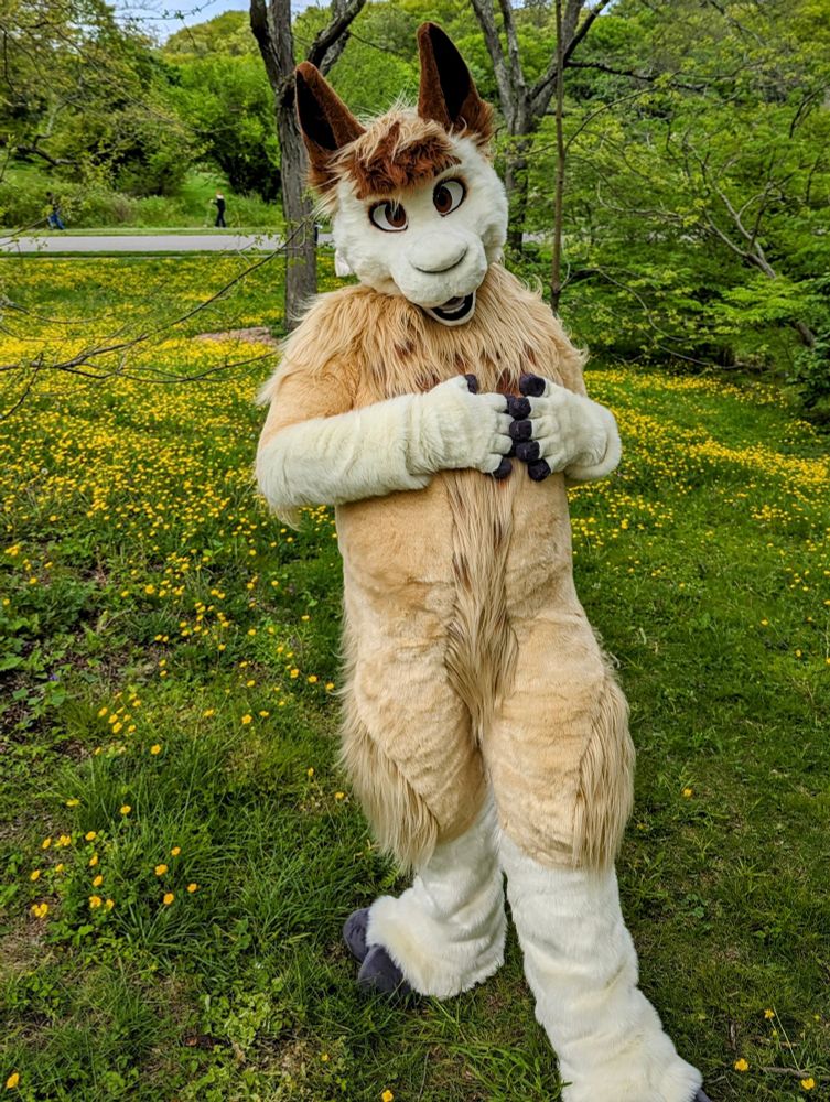 Alpaca fursuiter standing on grass with yellow flowers and coyly touching fingers together