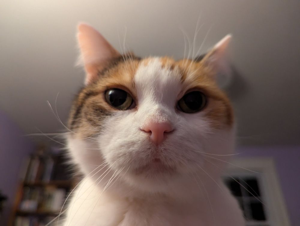 Closeup of a calico cat face