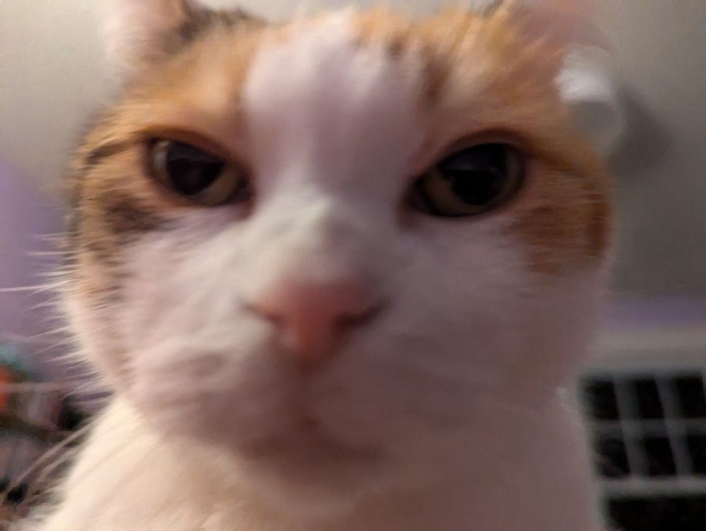 Calico cat getting real close to the camera 