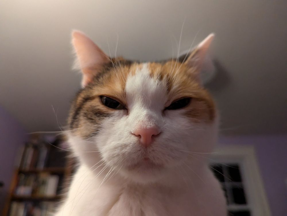 Close up of a calico cat face but she's squinting
