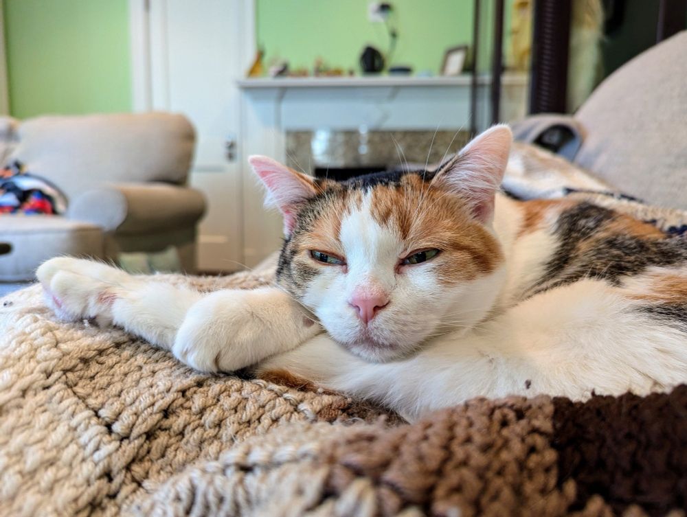 Sleepy calico cat with her head on one of her front and back paws each 