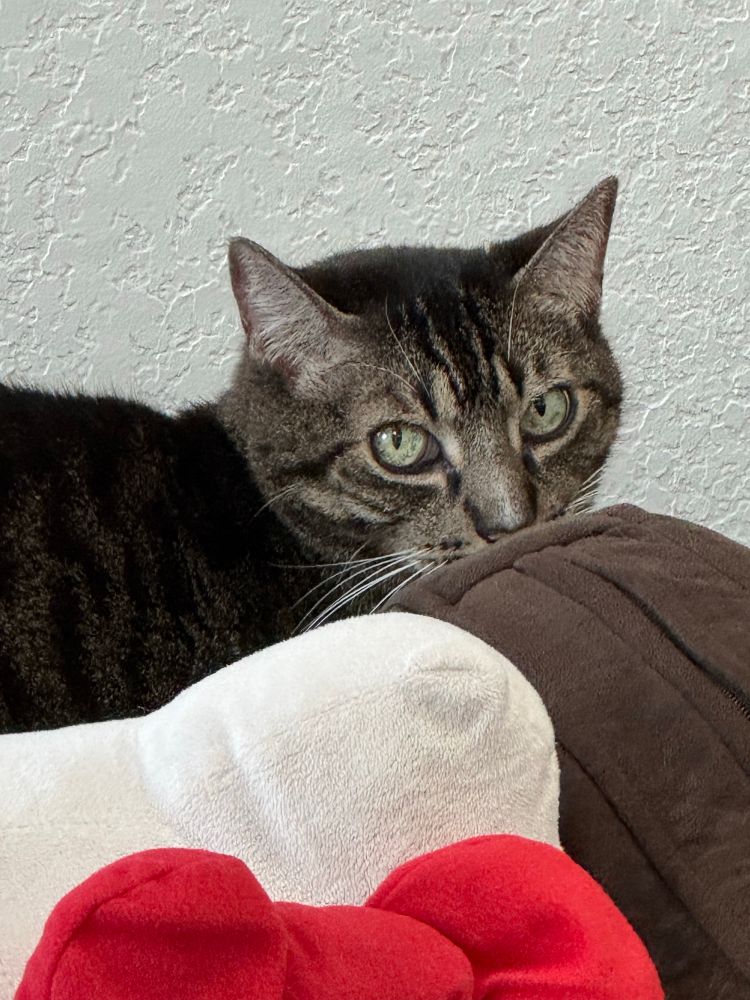 Sharptooth, a brown and grey tabby with big green eyes, staring at me judgingly. He’s sitting on a velvet felt chocolate brown couch. Part of a Hello Kitty plush can be seen on the bottom of the frame. 