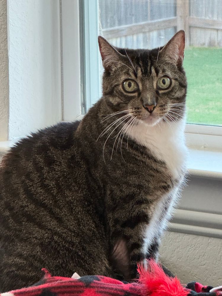 Sharptooth, a brown and grey tabby with big green eyes, sitting up straight, his mouth open ever so slightly, ears perked with a look of excitement across his face. He’s sitting on a red and black kitty blanket. There’s a window behind him with green grass and a wooden fence in the background. 