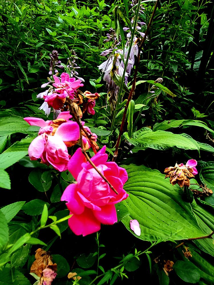 Roses bloom in the foreground; purple hosta blossoms against background greenery.