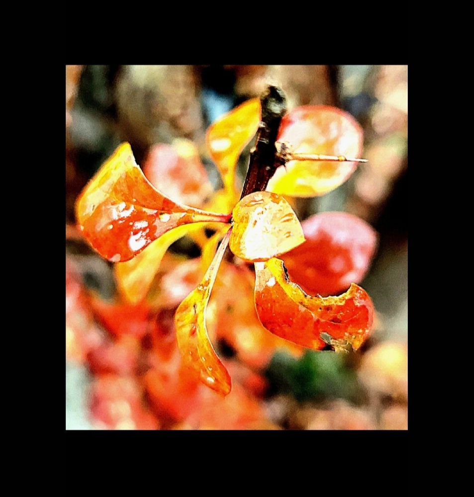 Small yellow and orange leaves with a thorny stem, wet with rain.