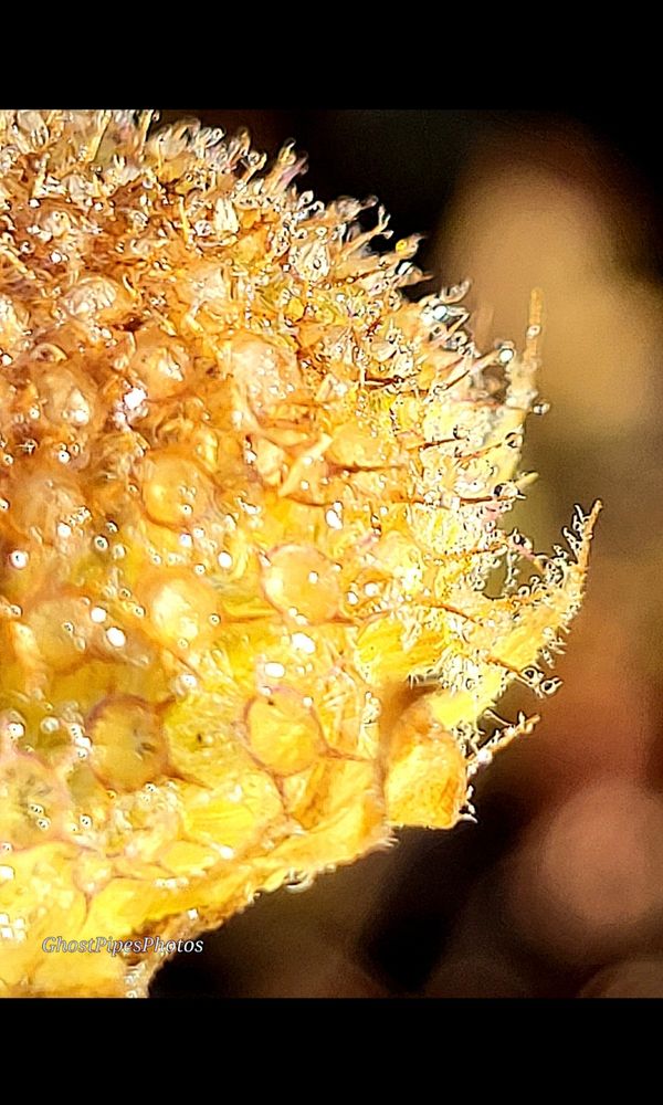 A yellow seed head encrusted with tiny dew drops, catching the sunlight. 