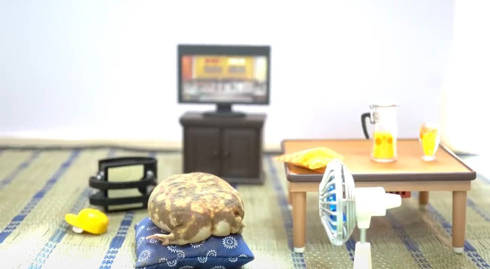 rainfrog in a tiny living room fanning its tuchus