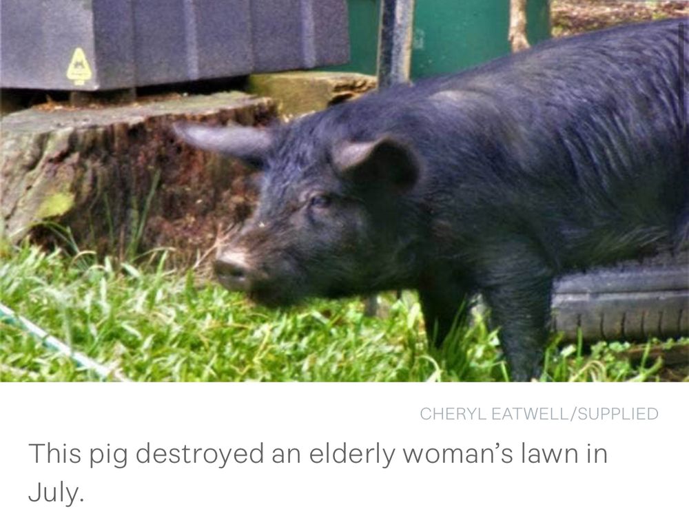 This pig destroyed an elderly woman’s lawn in July.