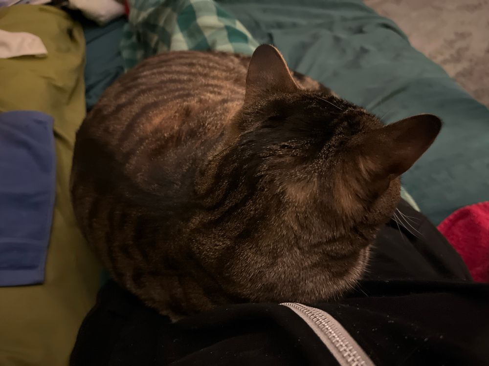 A brown tabby cat lying on someone’s lap in bed, facing away from the camera.