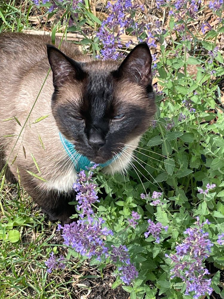 Nash is a sealpoint Siamese cat. He's enjoying a catmint plant.