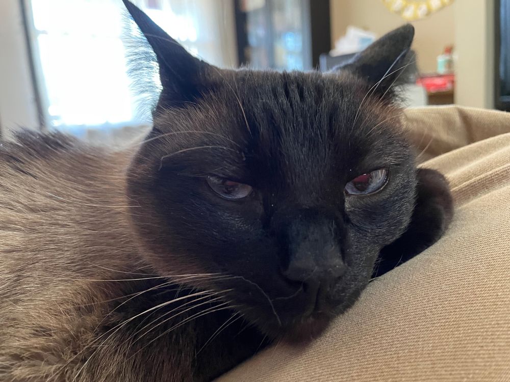 Seal point siamese cat making eyes