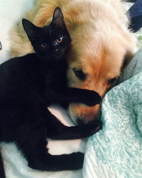 A black cat cuddling with a golden retriever.