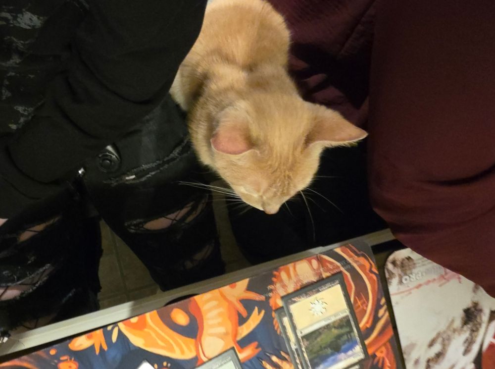 Cat sitting next to me while I'm playing magic the gathering