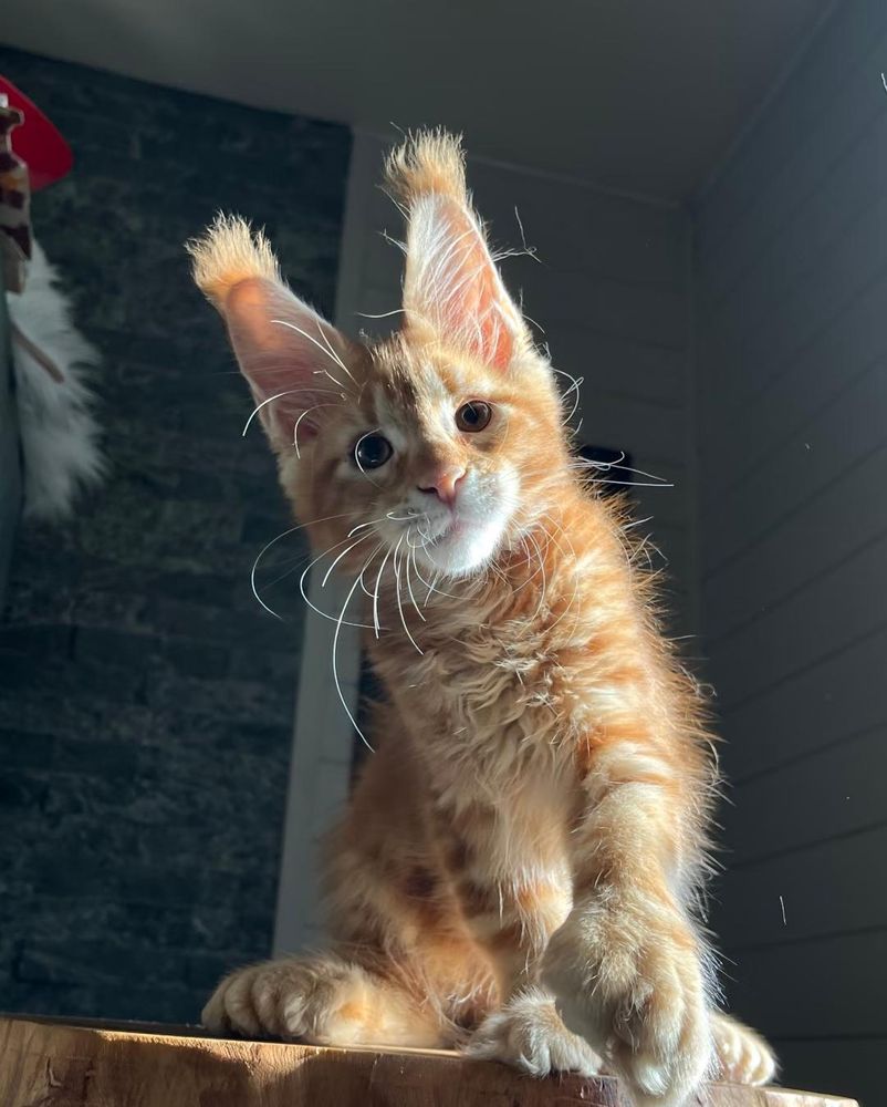 Ditto, reaching forward with the left paw