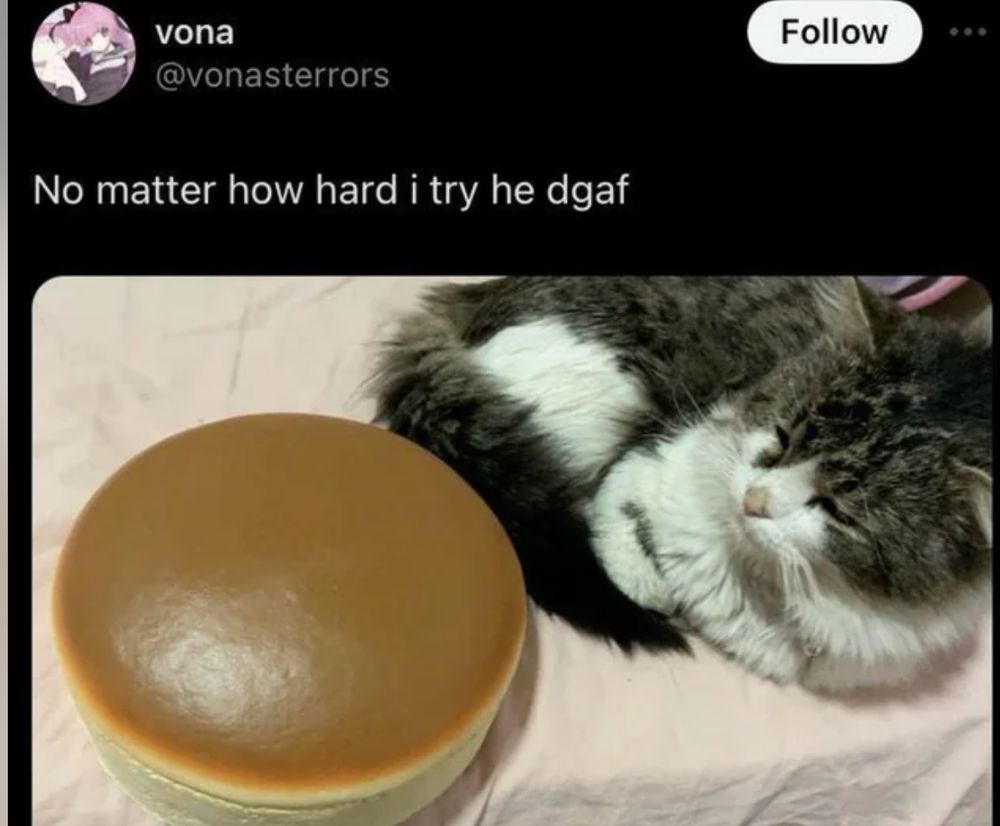 (a sleepy cat being shown a cheesecake)

No matter how hard I try he dgaf