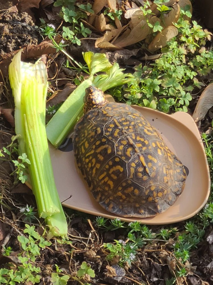 An Eastern Box Turtle sits in a small plate, shaped like a cat face, containing water and a broken stalk of celery. Its head is only half out of the shell.