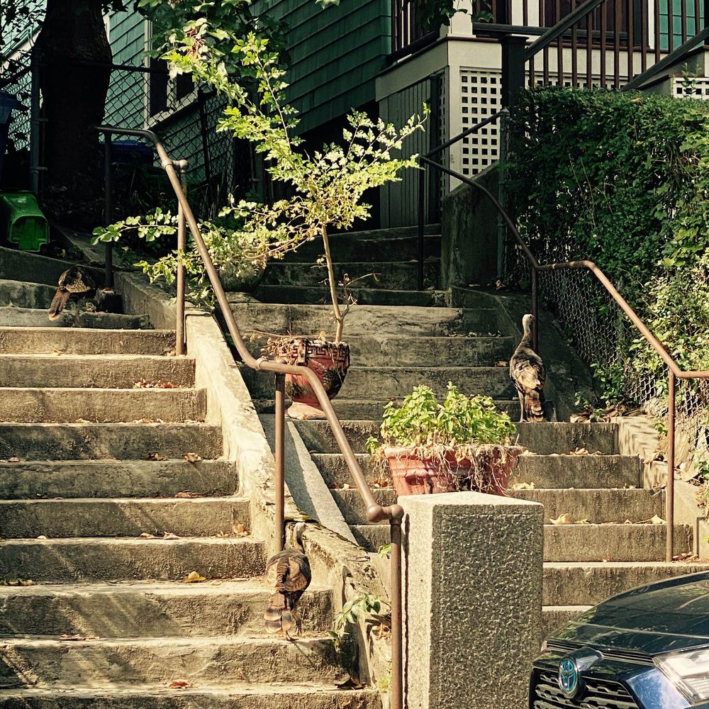 Turkeys ascending stairs outside a home