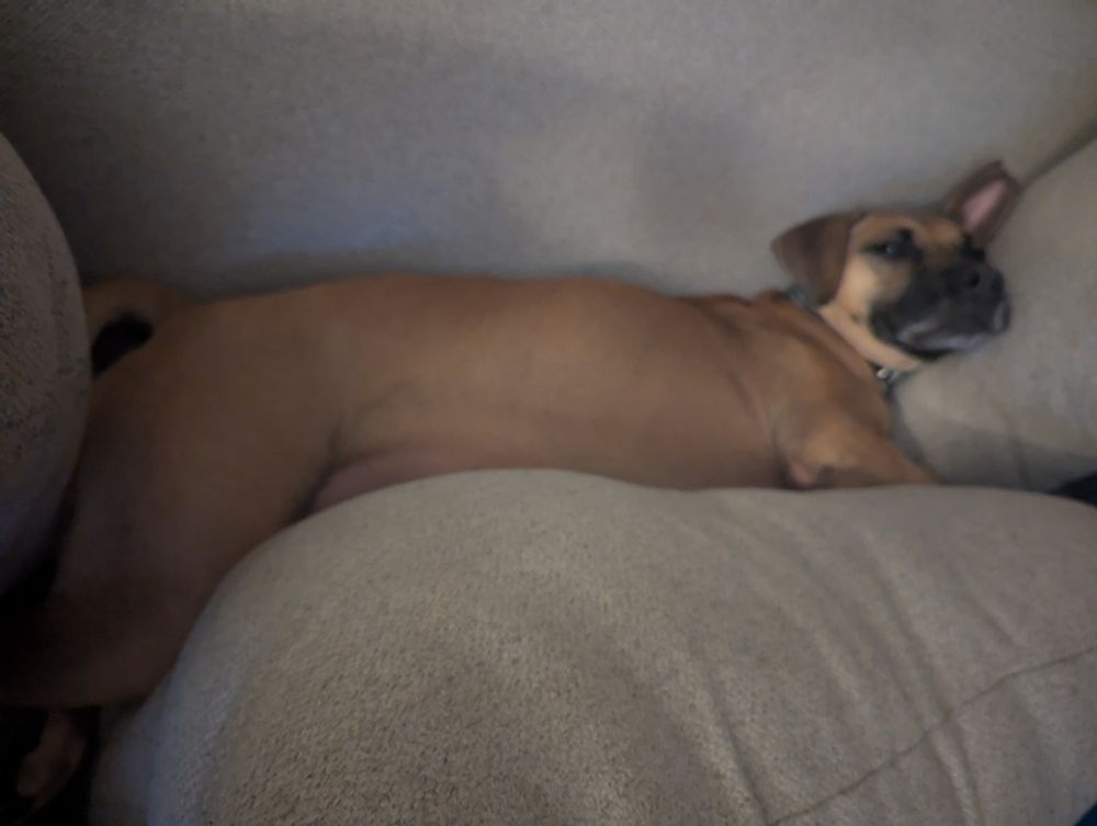 Cecilia the brown hound/boxer mix slowly receding into the gap between the back of the couch and the back cushion she was previously on top of. 