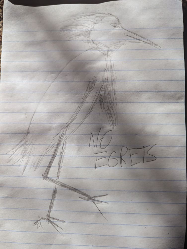 A five minute sketch of a snowy egret done by an absolute hack with a poorly sharpened drafting pencil on a lined steno pad inscribed with "NO EGRETS". 