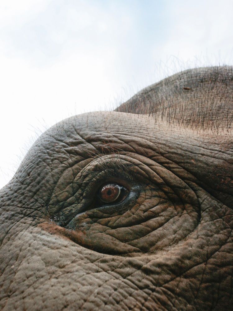 Colour photo of an elephant's eye, made at a genuinely-ethical-and-caring sanctuary. We're looking up from standing level across the left hand cheek, where the contours of its face and head roll and undulate like hilly terrain. Its chocolate-brown eye is clear and bright, cast into the distance, as if remembering friends and adventures.