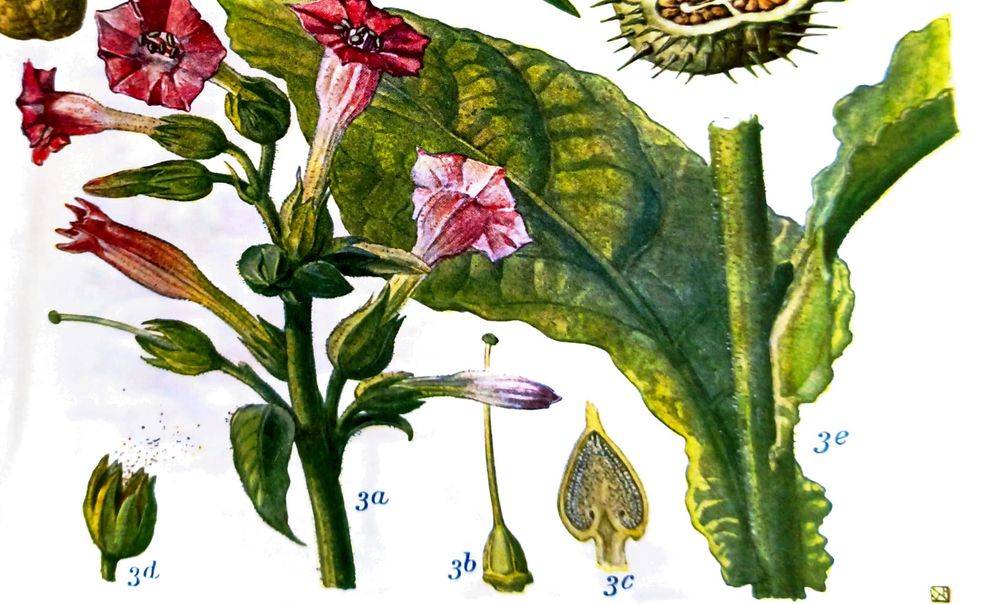 Zeichnung von Nicotiana tabacum aus "Gründzüge der Pflanzenkunde Aus A: für Realanstalten" Prof.Dr.Karl SMalian,1916