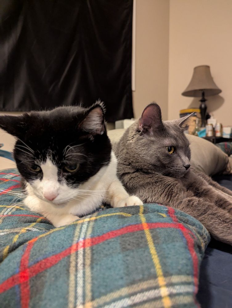 Elderly tuxedo cat cuddling with a young grey cat on a bed.