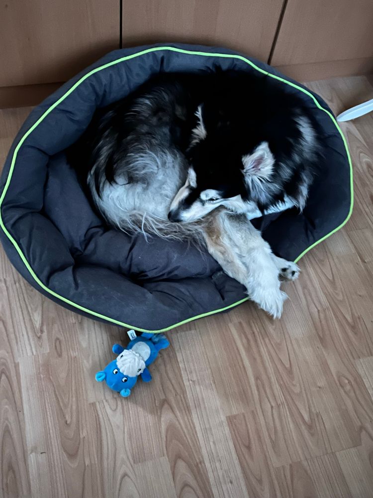 Me, a tired dog, curled up in my bed at a time I’d already be up and downstairs. 