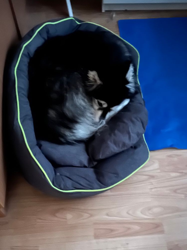 Photo of me, a dog, curled up in my bed. 