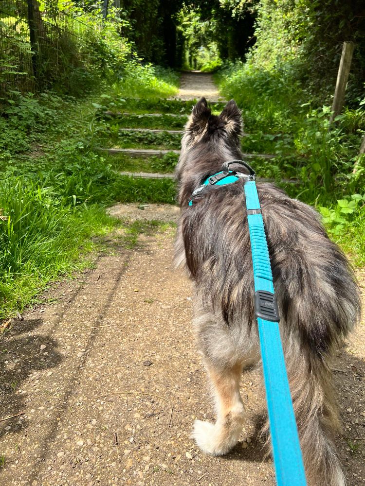 It’s still me, Wolf Link, making my way up the overgrown steps. Just a few more steps to go before we under the murky unknown. But I’m brave. I’m the Hero of Hyrule. I am Wolf Link and I can take on anything with my teeth. 