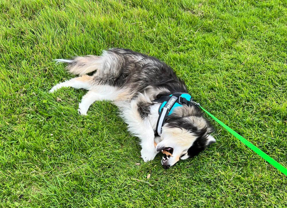 Me, a dog, laying on my side on the grass whilst chewing a stick. Mum says I’ll get bits stuck in my teeth or get splinters, mum worries too much. 