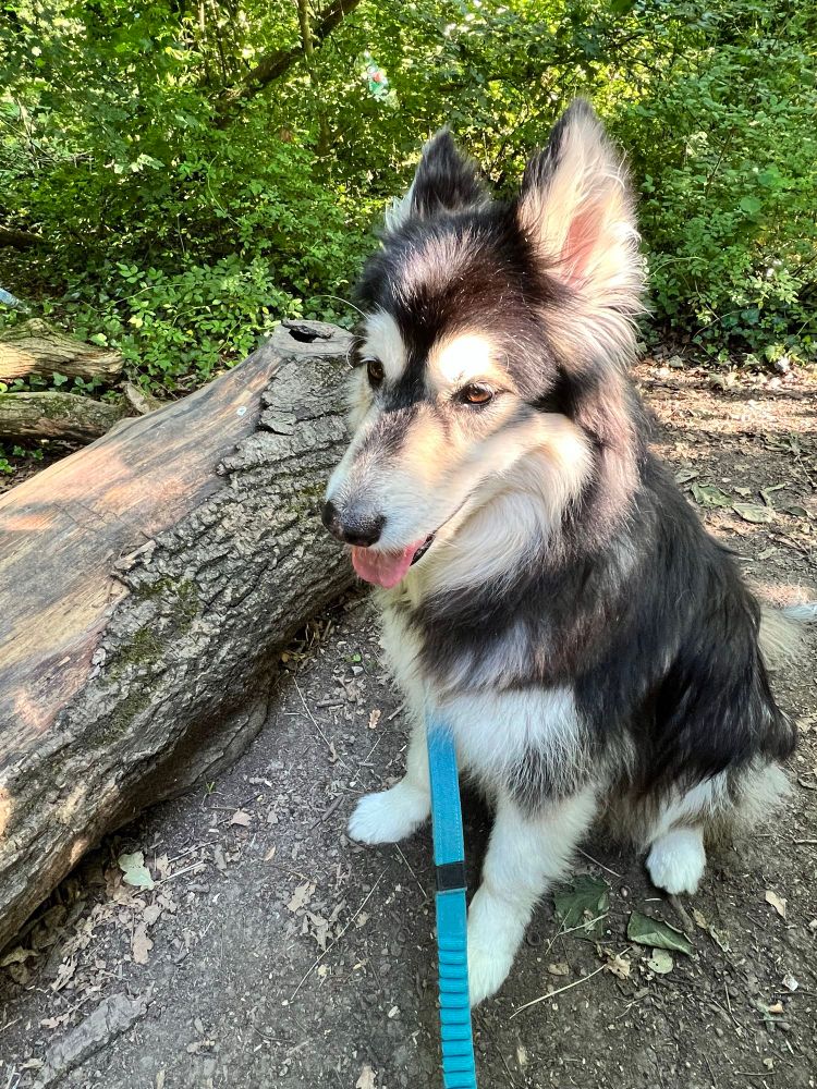 Me, a dog, sat in the woodland shade. 