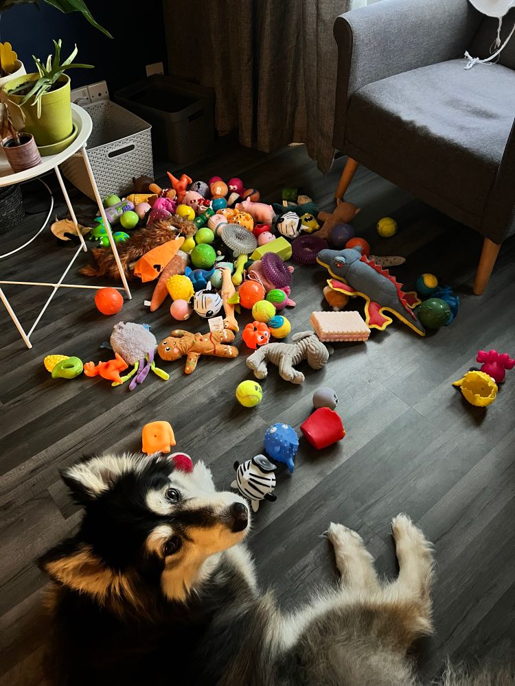 Photo of me, a dog, on the floor with all my toys. I’m at the bottom of the photo, laying on the floor looking up at mum as she takes the photo. A red & white ballI I was chewing on is just visible between my paws, whilst a pile of balls, soft toys, and various other shaped squeaky toys are scattered in front of me. 