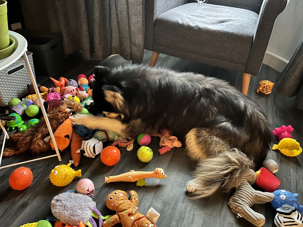 Me, a dog, laying over some of my toys with my face buried in them. 
