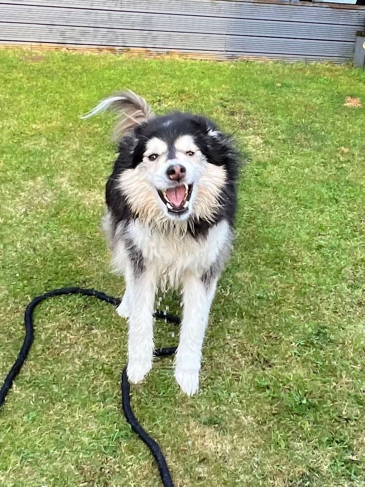 You guessed it, it’s me, a dog. I’m on my hind legs yet again, but my front paws have only just left the ground. I’m facing the camera with my mouth open and my teeth showing. 