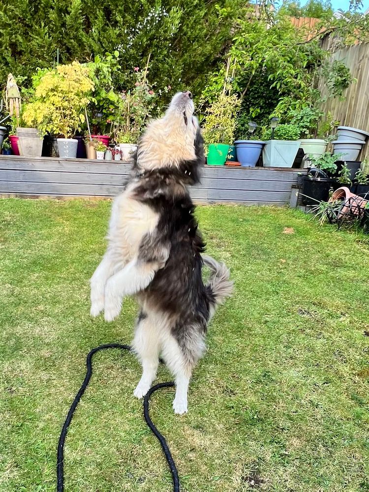 Yes it is me again. I’m side on and complete upright in my hind legs with my neck stretched so my nose points up in the air.  I think I could’ve been a ballet dancer. 