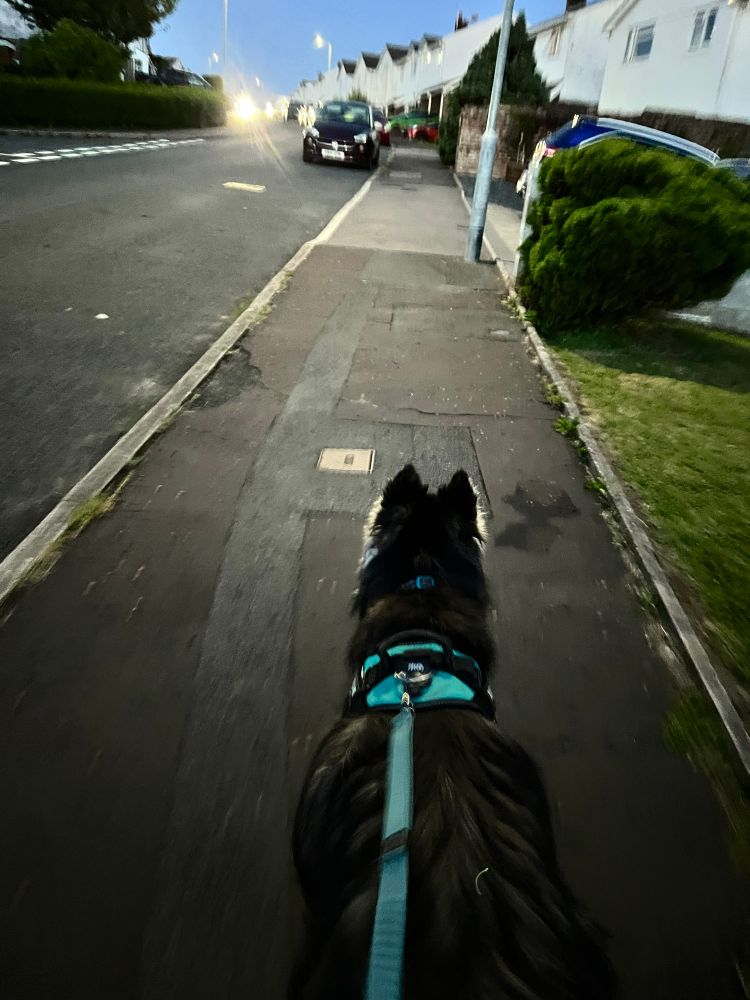 Me, a dog,  through the street in the dusk.
