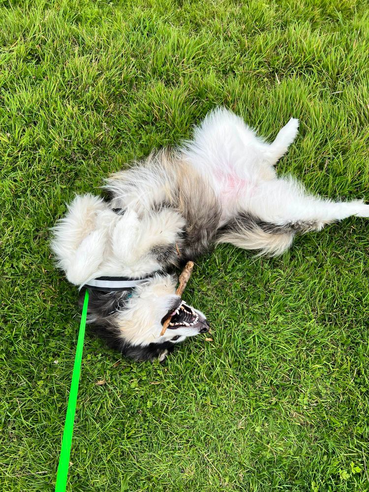 Still me, still a dog, but laying on my back now, like the dead bug mum calls me, with the stick in my mouth. 