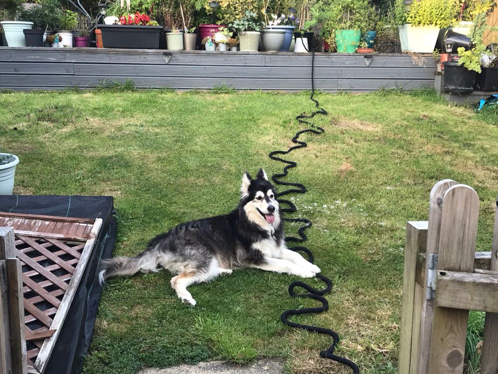 Photo of me, a dog, laying on the grass with my paws on the hose pipe.