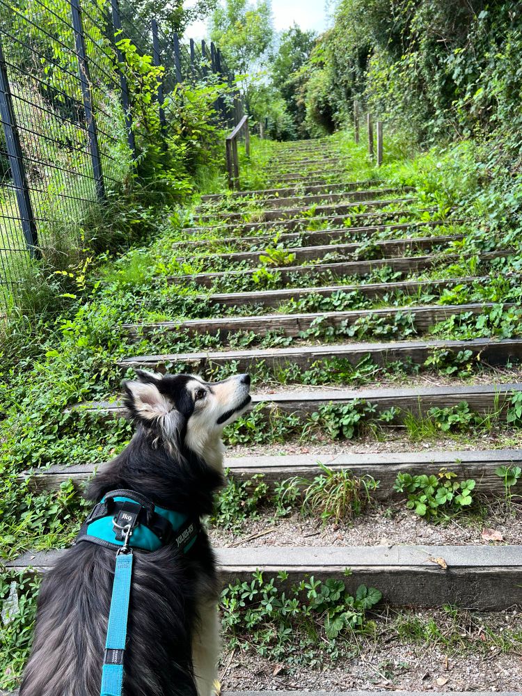 Me, a dog, I mean Wolf Link, at the bottom of steps which are overgrown with various greenery. Mum says they look like ruins from the Legend of Zelda: Breath of the Wild game. There may be monsters ahead, but I also heard something from the woods alongside us, which is where I’m looking. A bird, or a Moblin, or worse, Evermean Trees, because we don’t have any fire on us. Wait, mum says what would be even, EVEN more worse, Gloom Hands. 