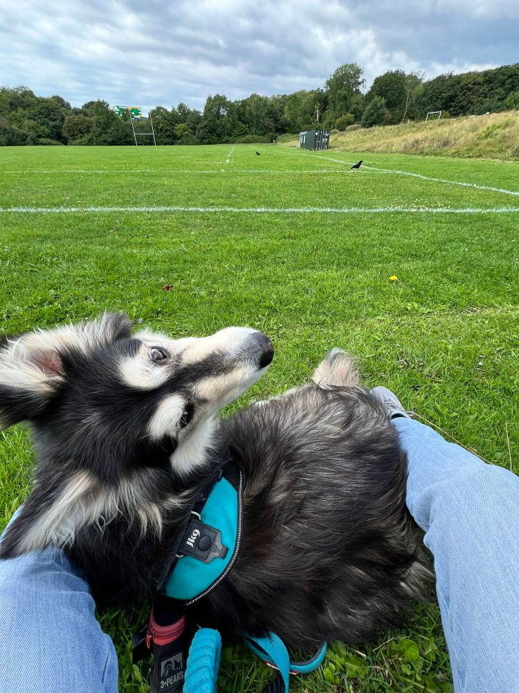 Me, a dog, laying in the grass between my human mum’s legs, at the edge of a field. Ahead of us are a pair of crows, which look further away than they are. The one closest to us is the one my mum calls Crowley, he likes to have some of my treats. 