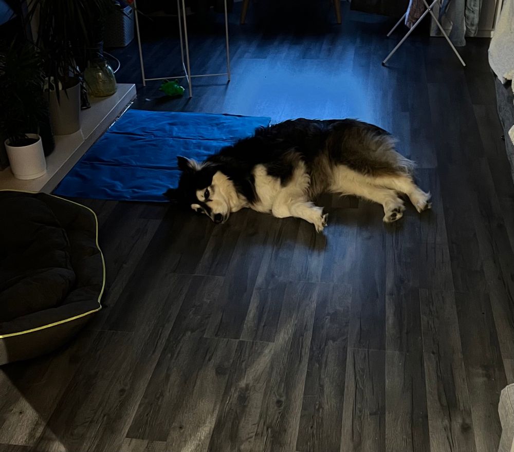 Photo of me, a dog, laying on my side in the middle of the floor. My head is on the corner of my cooling mat. 