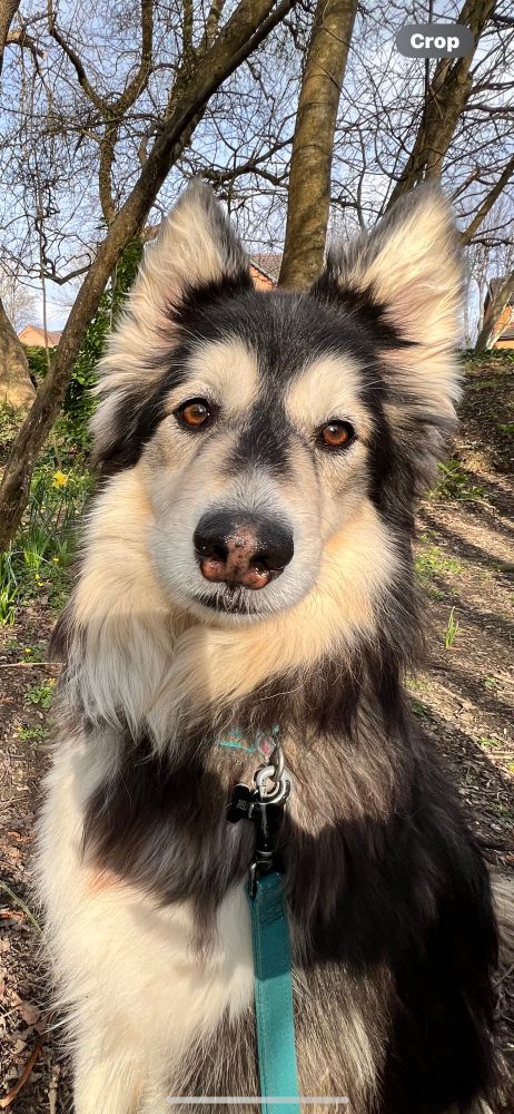 Me, a dog, sat looking at the camera. 