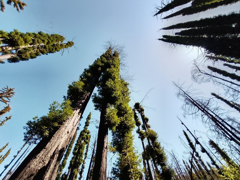 Sequoia sempervirens resprouting epicormically