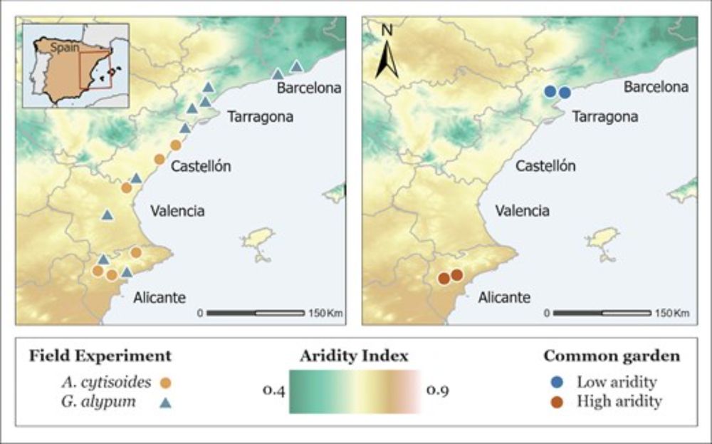 Pre-disturbance plant condition drives intraspecific resprouting variability in Mediterranean shrubs