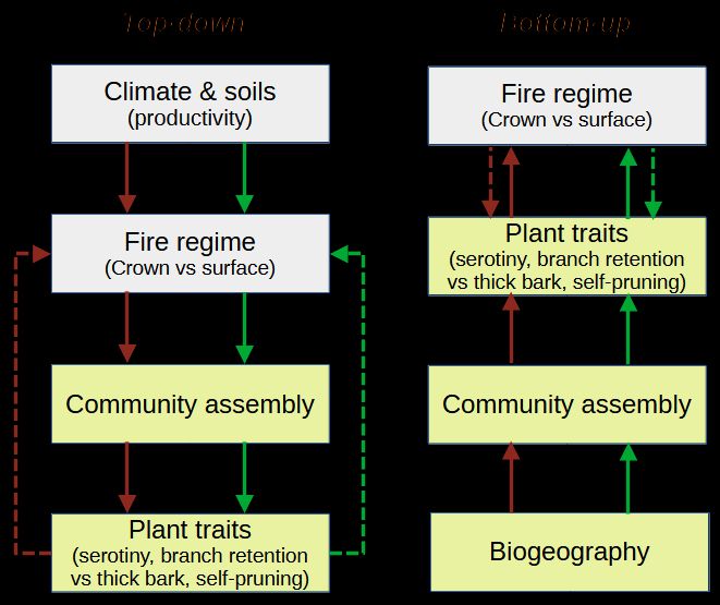 Simplified scheme of the two evolutionary mechanisms (top-down vs bottom-up) explaining the relationship between plants and their environment