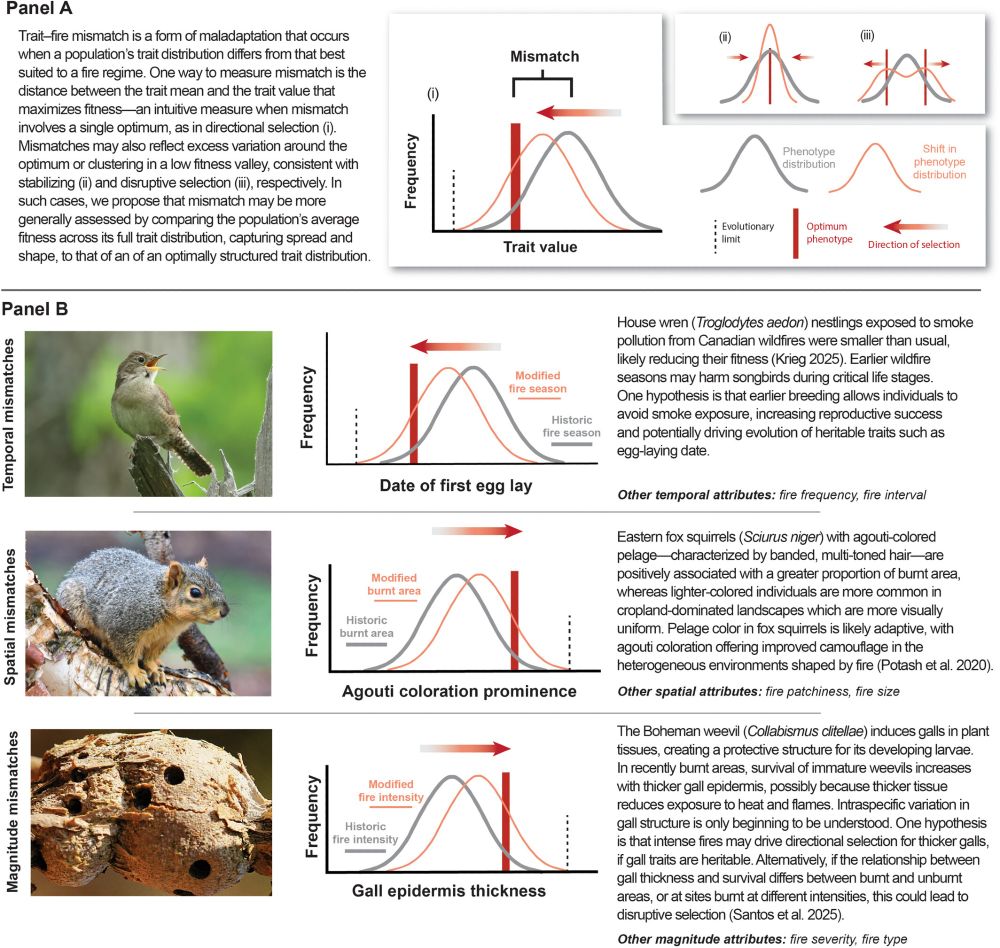 Trait–fire mismatching in animals. A conceptual overview of how trait–fire mismatches are defined and measured, and a few examples.