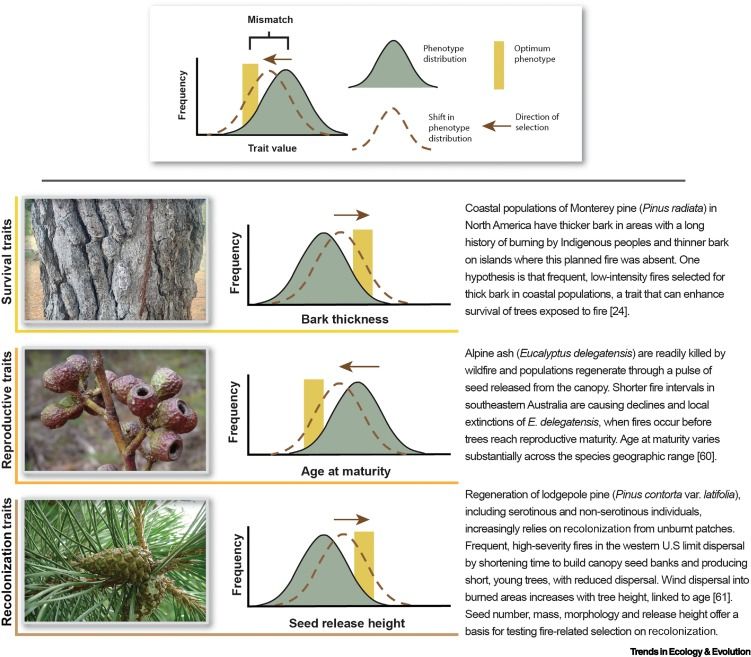 Trait–fire mismatching. Illustrative examples of mismatch are shown where anthropogenic shifts in fire patterns have plausibly reduced plant fitness.